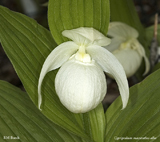 Cypripedium macranthos alba